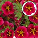 Afbeelding van Calibrachoa P12 "Import" Rave Cherry